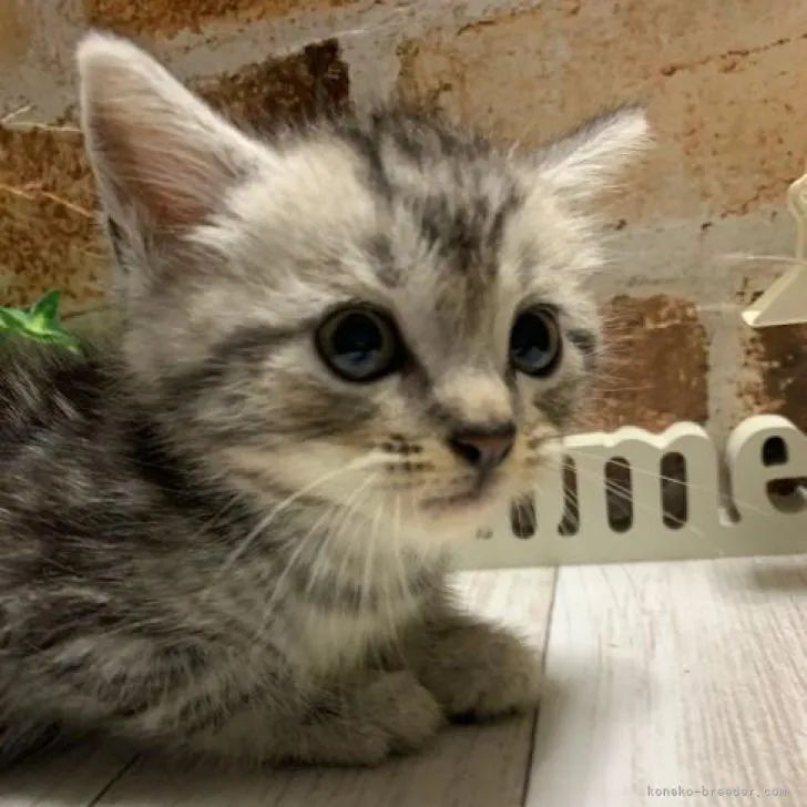 ID：2210-01175の子猫