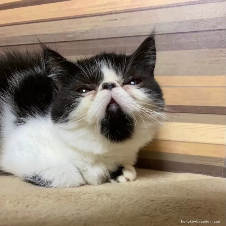 ID:2405-02367の子猫