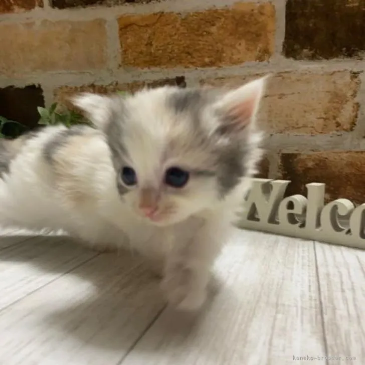 ID:2210-00554の子猫