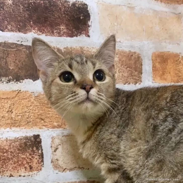 ID:2408-00335の子猫
