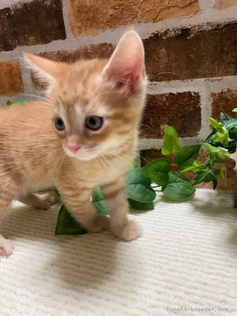 ID：2203-02475の子猫