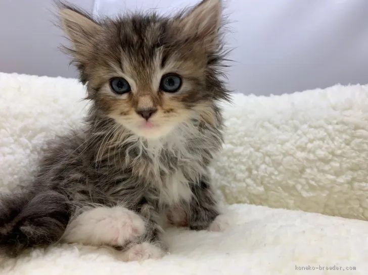 ID：2010-00914の子猫