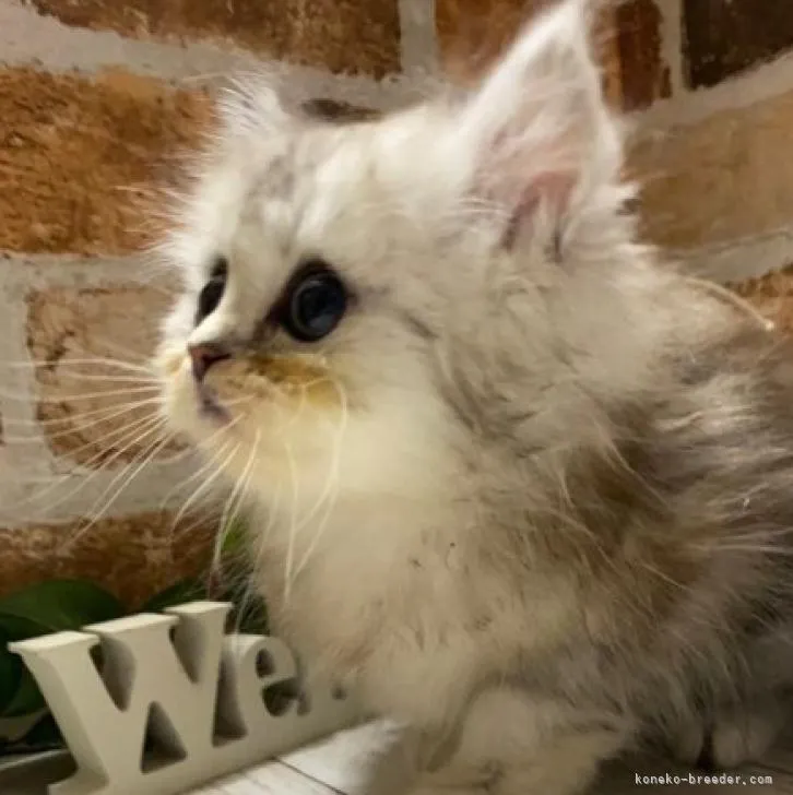 ID：2301-01132の子猫