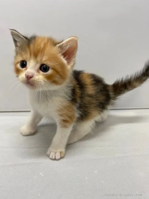 ID：2005-02241の子猫