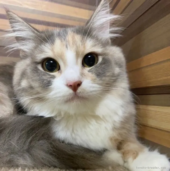 ID:2305-00336の子猫
