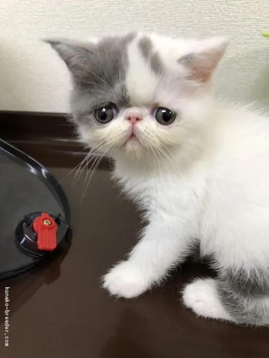 ID:2007-01940の子猫