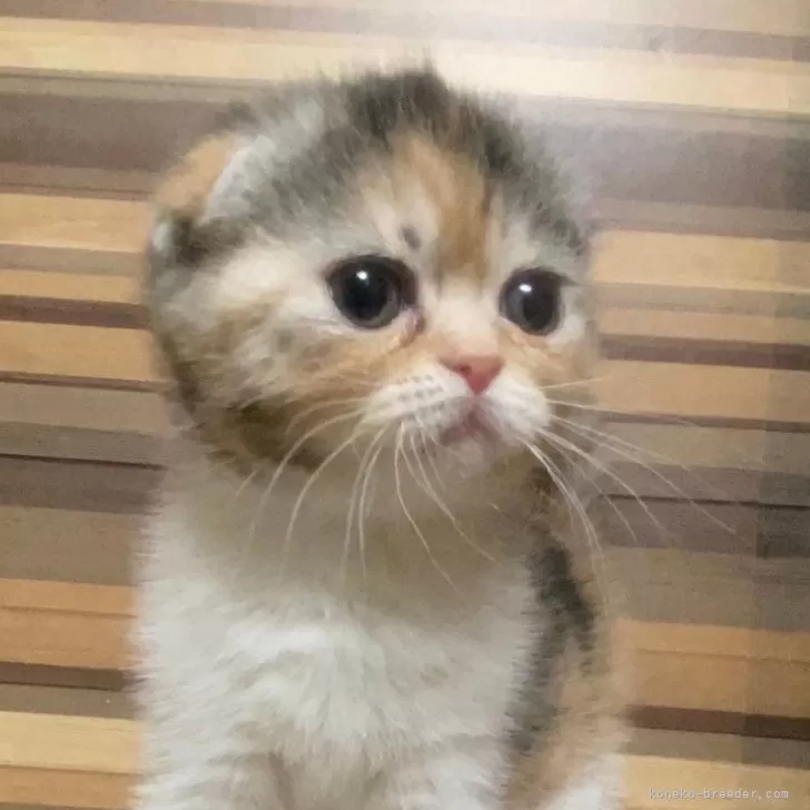 ID:2403-02051の子猫