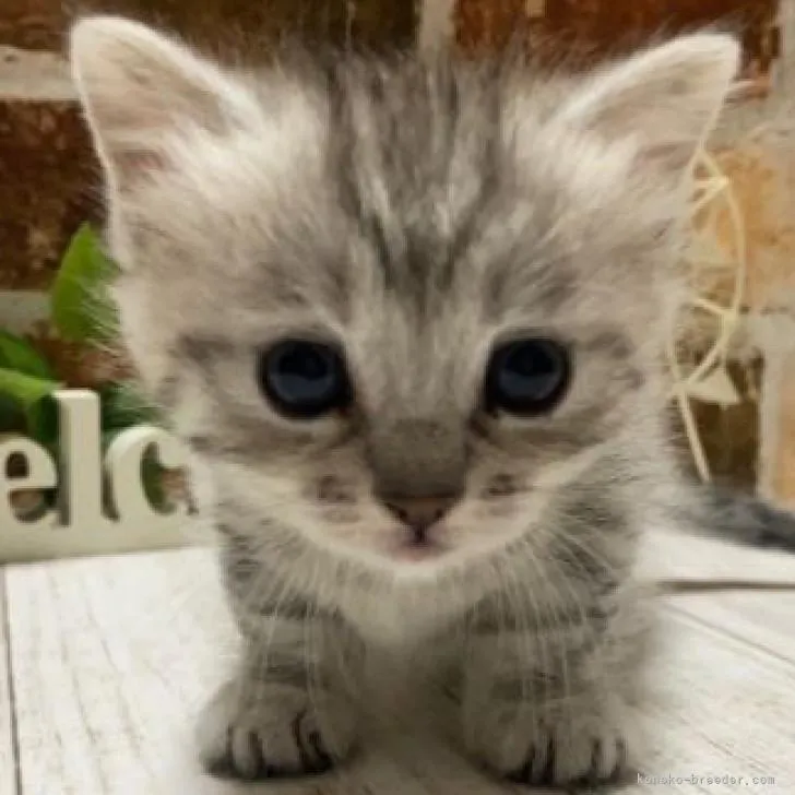 ID:2303-00429の子猫