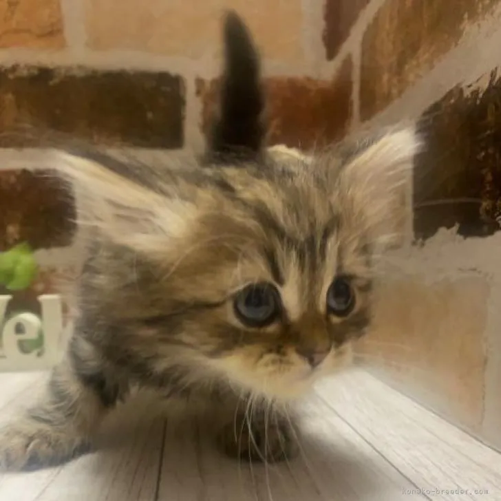 ID：2301-01136の子猫