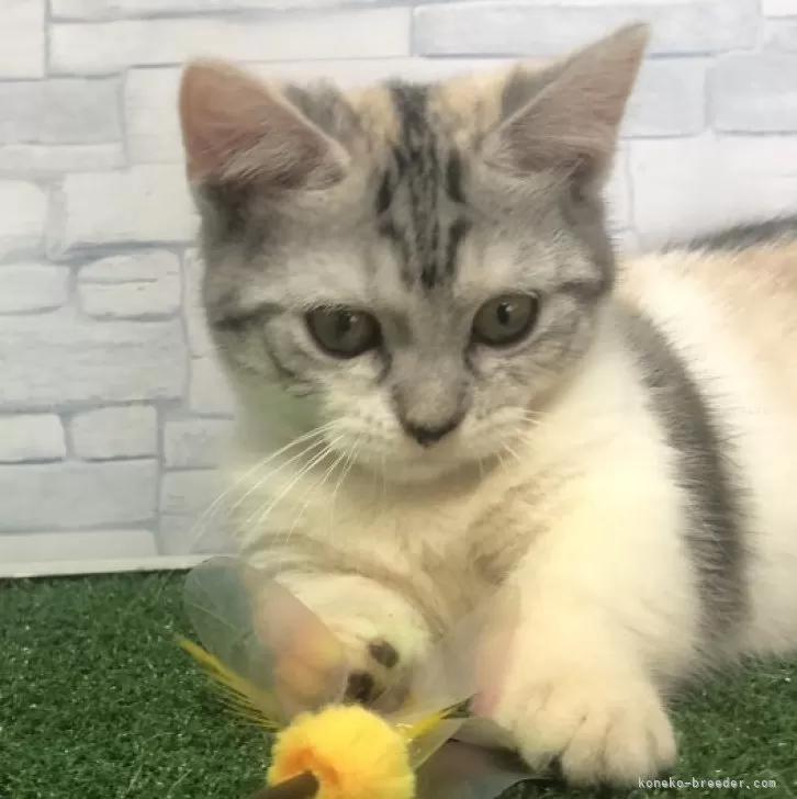 caco 様のお迎えした子猫