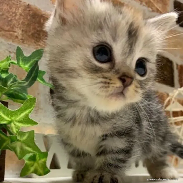 ID：2302-01289の子猫