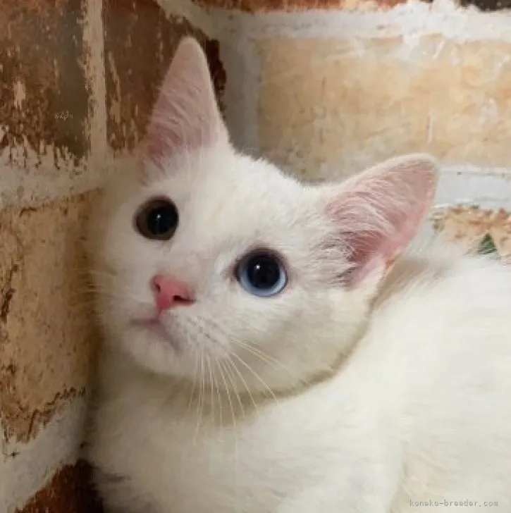ID：2308-02117の子猫