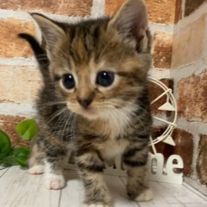 ID：2311-02325の子猫