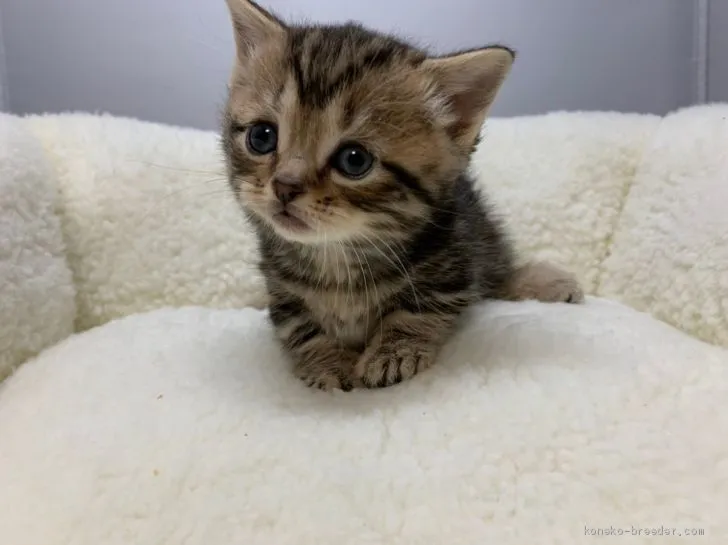 ID：2101-00421の子猫