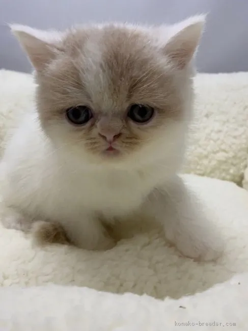 ID:2009-01922の子猫