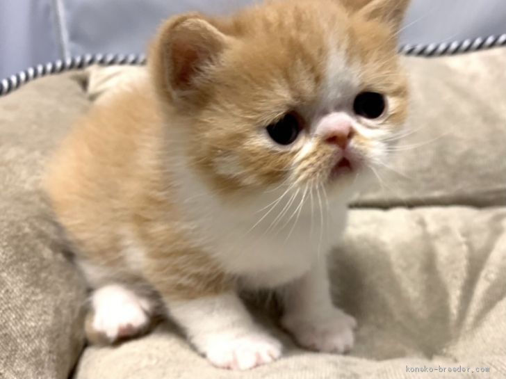 mom 様のお迎えした子猫