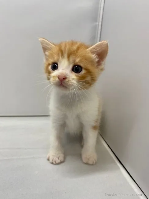 ID：2005-02237の子猫