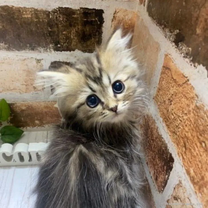 ID:2301-01134の子猫
