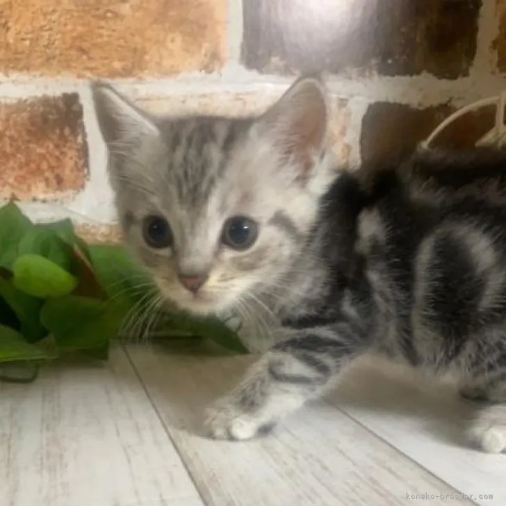 ID:2210-01296の子猫