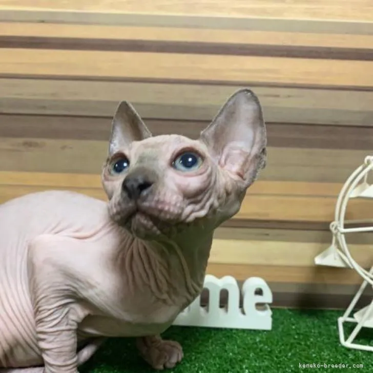 ID:2205-01018の子猫