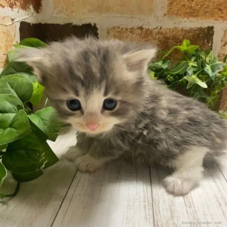 ID:2210-00556の子猫