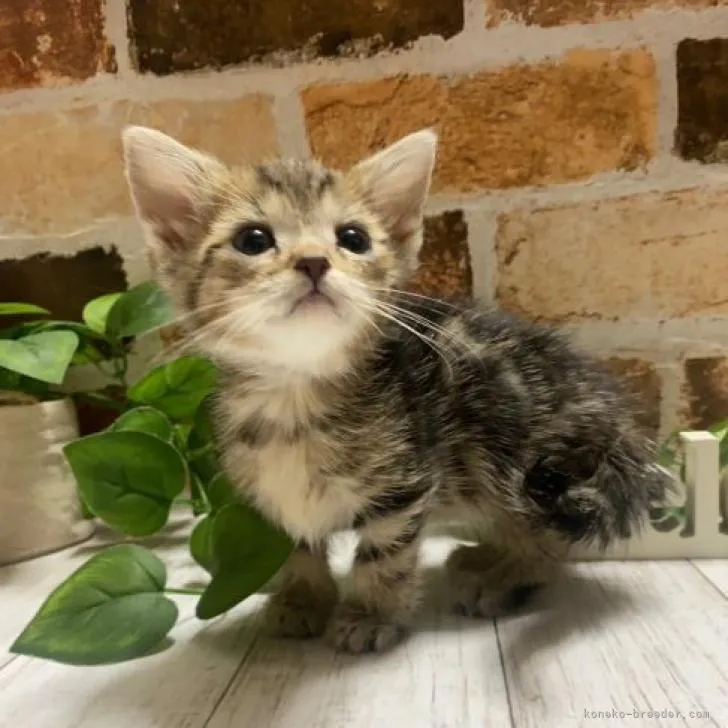 ID：2301-00028の子猫