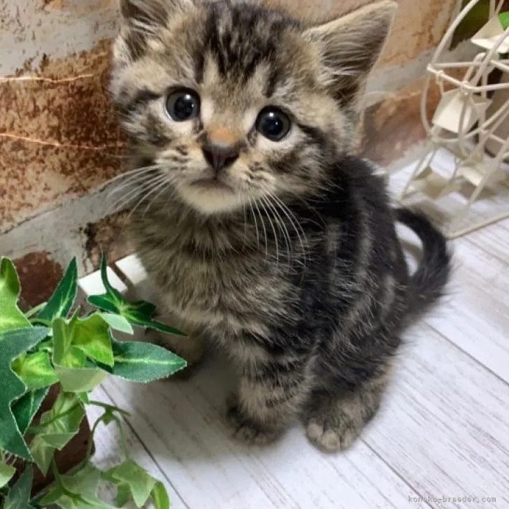 ID：2210-01172の子猫