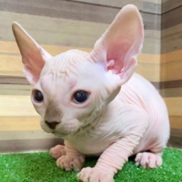 スフィンクス【岐阜県・女の子・2023年6月1日・レッド】の写真「ヘアレスキャットちゃん♪」