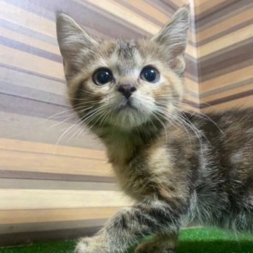 マンチカン(長足)【岐阜県・女の子・2023年3月14日・ブラウンタビー】の写真「🉐かわいい♪かわいい😊ｶｰﾄﾞ可♪」