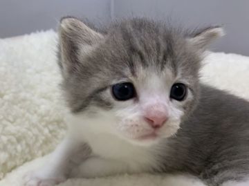 マンチカン(長足)【岐阜県・男の子・2021年2月3日・ブルータビーホワイト】の写真「かわいい♪」