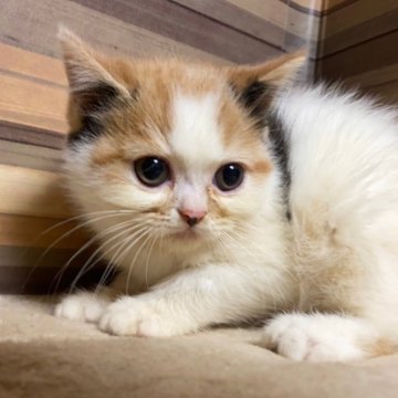 フォールデックス【岐阜県・女の子・2024年8月1日・キャリコ】の写真「かわいい♪かわいい😊ｶｰﾄﾞ可♪」