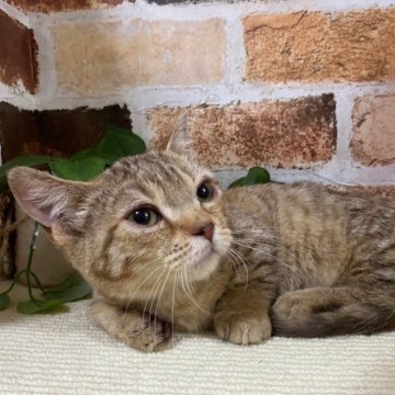 マンチカン(短足)【岐阜県・男の子・2024年7月2日・ブラウンタビー】の写真「かわいい♪かわいい😊ｶｰﾄﾞ可♪」