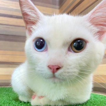 マンチカン(短足)【岐阜県・男の子・2023年4月5日・クリームポイントバイカラー（ショート）】の写真「短足♪オッドアイ♪カード可✨白猫さん♪」