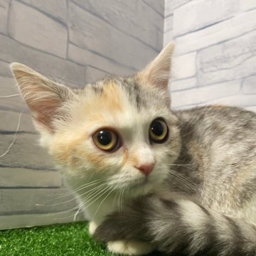 マンチカン(短足)【岐阜県・女の子・2023年10月24日・シルバーパッチドタビー】の写真「かわいい♪短足ちゃん😊ｶｰﾄﾞ可♪」