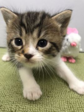 マンチカン(長足)【岐阜県・男の子・2019年12月27日・ブラウンタビー&ホワイト】の写真「元気印の男の子！」