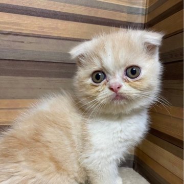 フォールデックス【岐阜県・男の子・2024年8月1日・クリームタビーホワイト】の写真「かわいい♪かわいい😊ｶｰﾄﾞ可♪」