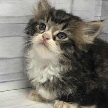 マンチカン(短足)【岐阜県・男の子・2023年8月1日・ブラウンタビーホワイト】の写真「かわいい😊カード可♪」