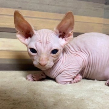 スフィンクス【岐阜県・男の子・2024年7月30日・レッド】の写真「かわいい♪かわいい😊ｶｰﾄﾞ可♪」