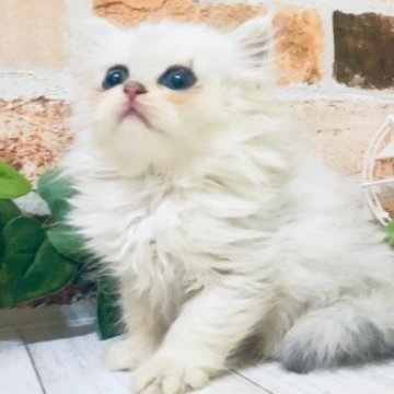 ペルシャ(チンチラ)【岐阜県・女の子・2023年5月25日・チンチラシルバー】の写真「かわいい😊タレ目ちゃん♪ｶｰﾄﾞ可♪9/7動画更」