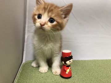 マンチカン(長足)【岐阜県・男の子・2019年8月26日・レッドタビー&ホワイト】の写真「むちむちボディがかわいい♪」