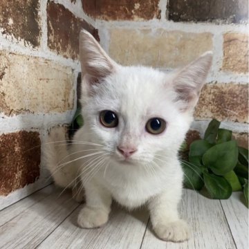 マンチカン(短足)【岐阜県・男の子・2024年4月11日・ホワイト】の写真「🟨白猫短足ちゃん🟨お得ですよ😊カード可♪」