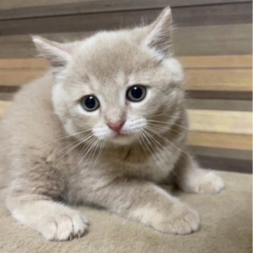 マンチカン(長足)【岐阜県・女の子・2024年4月23日・クリームタビー】の写真「極上クリームちゃん😊かわいい🎵」