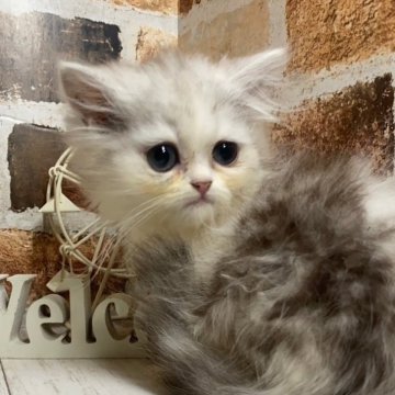 ペルシャ(チンチラ)【岐阜県・女の子・2024年5月24日・チンチラシルバー】の写真「かわいい♪かわいい😊ｶｰﾄﾞ可♪」