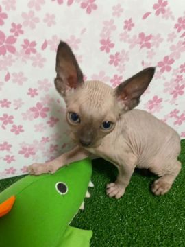 スフィンクス【岐阜県・男の子・2022年4月14日・チョコレート】の写真「かわいい♡クレジット可♪」
