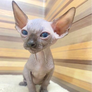 スフィンクス【岐阜県・女の子・2023年6月10日・ブラック】の写真「定番ブラックカラーちゃん😊カード可♪」