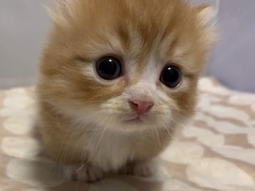 マンチカン(短足)【岐阜県・男の子・2020年10月4日・レッドタビー&ホワイト】の写真「極ど短足ちゃん♪」