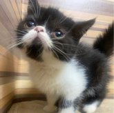 エキゾチックショートヘア