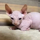 スフィンクス【岐阜県・男の子・2024年7月30日・レッド】の写真1