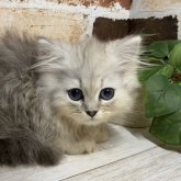 ペルシャ(チンチラ)