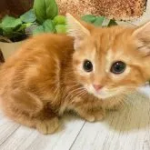 マンチカン(短足)【岐阜県・男の子・2023年5月17日・レッドタビー】の写真2